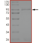 EGFR (C797G L858R), Active